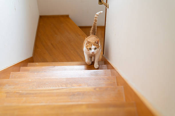 istock Cute cat climbing the stairs 2231251732