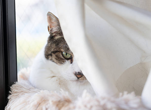 istock Cute cat relaxing by the window 2231251910