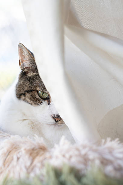 istock Cute cat relaxing by the window 2231251943