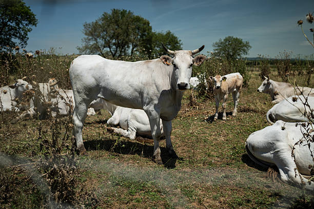 Close-up of a Gray Alpine Cow standing in a pen at an outdoor market event. Production meat and milk. livestock farming