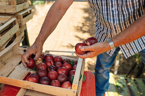 istock Senior farmer handling freshly harvested nectarines 2231253479