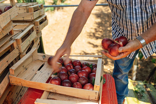 istock Senior farmer handling freshly harvested nectarines 2231253480