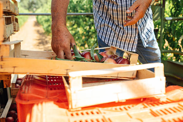 istock Senior farmer handling freshly harvested nectarines 2231253612