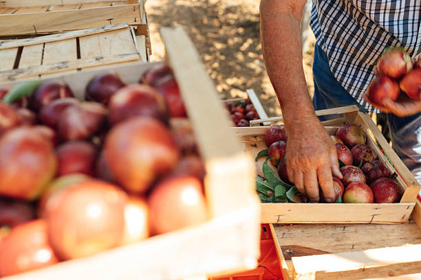 istock Senior farmer handling freshly harvested nectarines 2231253616