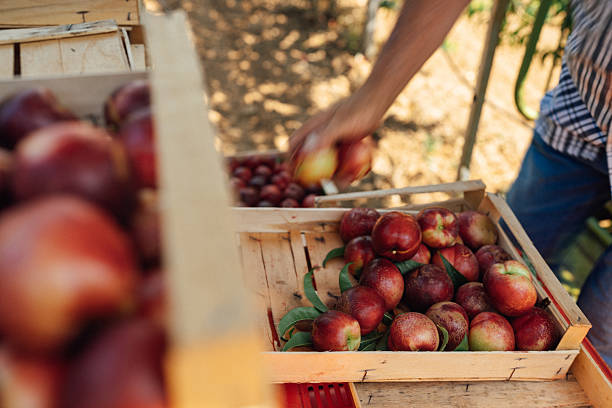 istock Senior farmer handling freshly harvested nectarines 2231253690