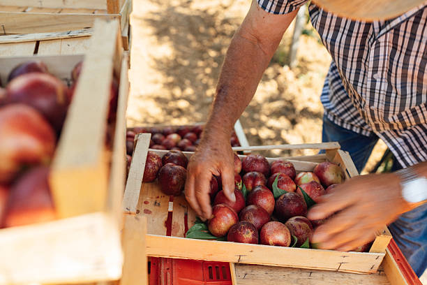 istock Senior farmer handling freshly harvested nectarines 2231253696