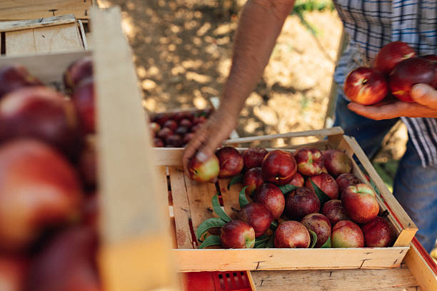 istock Senior farmer handling freshly harvested nectarines 2231253717