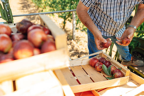 istock Senior farmer handling freshly harvested nectarines 2231253799