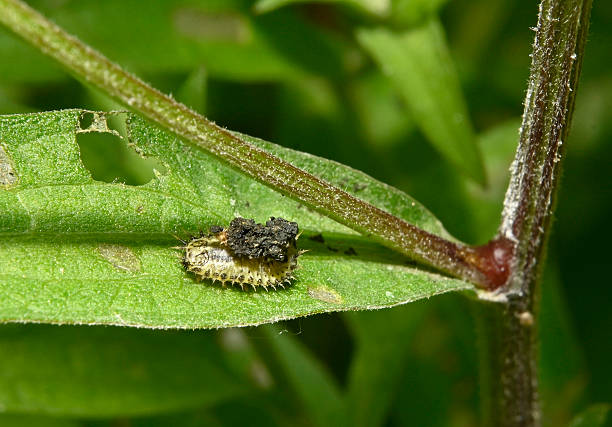 istock Thistle tortoise beetle, Cassida rubiginosa 2. 2231253913