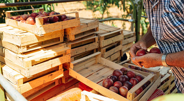 istock Senior farmer handling freshly harvested nectarines 2231254028