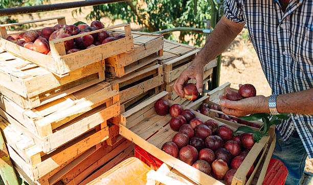istock Senior farmer handling freshly harvested nectarines 2231254039