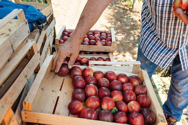 istock Senior farmer handling freshly harvested nectarines 2231254082