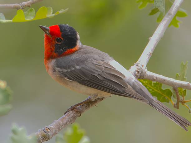 istock Vibrant red-faced bird on a branch. 2231254467