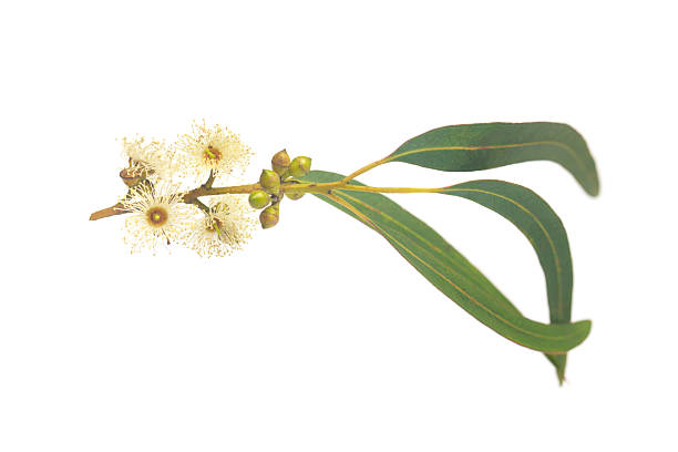 istock Beautiful eucalyptus branch with flowers and seeds isolated on white 2231257372