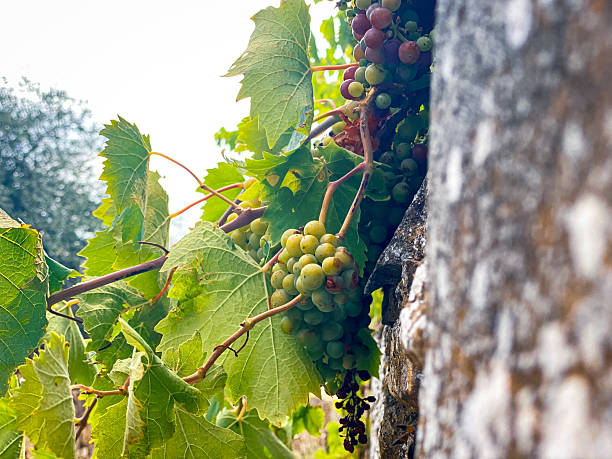 istock White grapes maturing near ancient stone wall, sunlight illuminating Tuscan vineyard landscape 2231263914