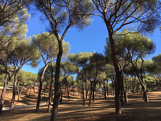 istock beautiful forest in the morning. 2231264166