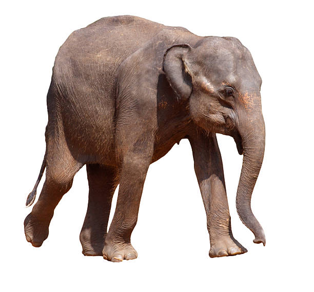 istock A baby elephant is walking on a white background 2231266462
