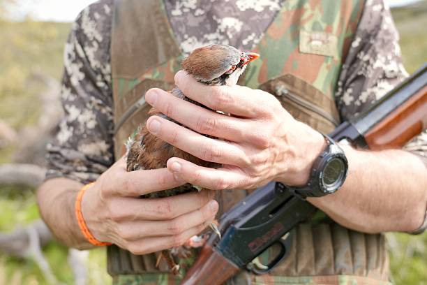 istock A man is holding a bird in his hands while wearing a camouflage vest 2231268476