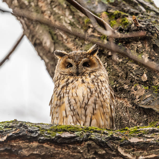 istock Long-eared owl (Asio otus), looking forward with wide opened eyes 2231269679