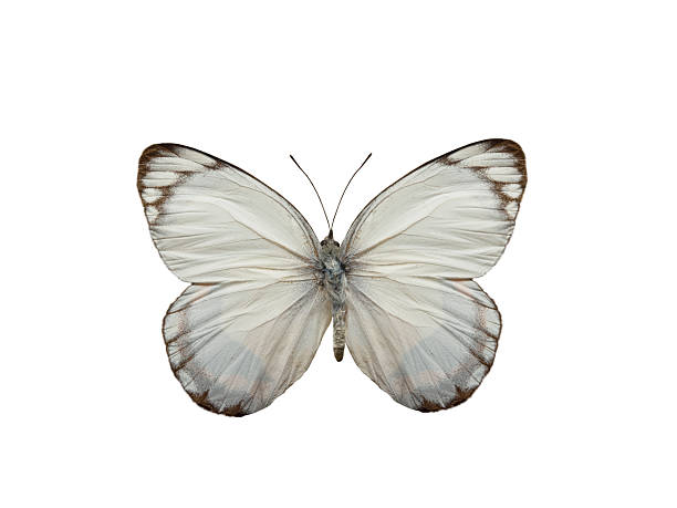 istock butterfly appias celestina isolated on white background 2231274518