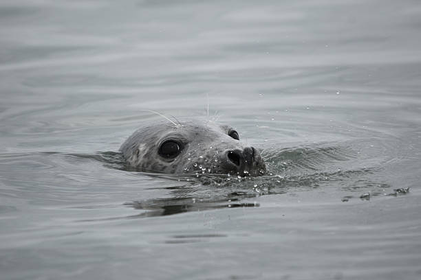 istock harbor seal submerging into water looking funny and cute 2231275021
