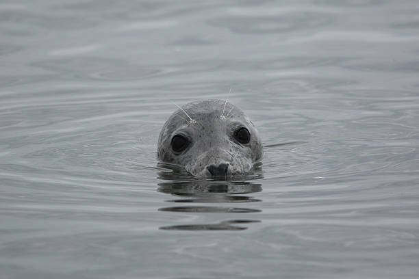 istock harbor seal submerging into water looking funny and cute 2231275041