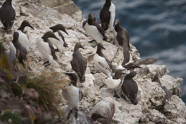 istock guillemots fighting dramatically on the sandy cliffs of fowlsheugh 2231275055
