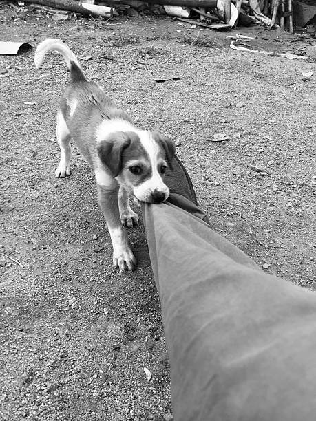 A charming black-and-white photograph capturing an adorable puppy engaged in a playful tug-of-war, gripping the end of a pant leg with determination. The playful energy contrasts beautifully with the earthy, textured ground, highlighting the puppy's spirited nature.