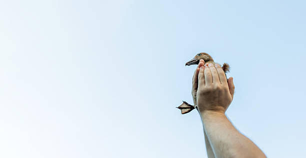 istock A human hand gently holds a small duckling 2231278813