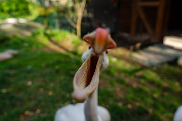 Curious Goose Peering Through Wooden Fence at a Farm