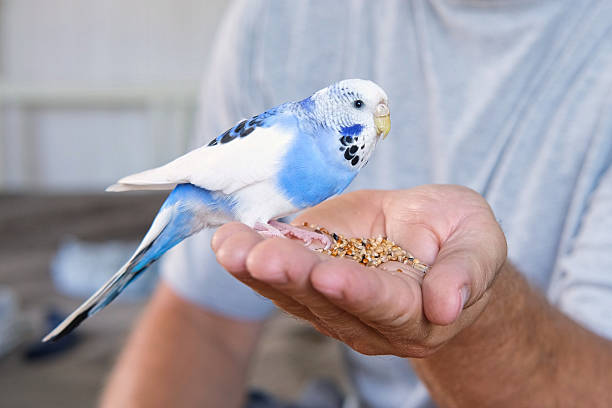 istock Owner man feeding a budgie. Close-up. White blue budgerigar perching on the hand. Pet bird is eating cucumber and grains from human palm. Cozy Indoor Setting. Person is gently handfeeding a parrot in bright room 2231280272