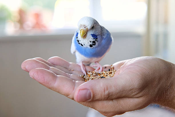 istock Owner man feeding a budgie. Close-up. White blue budgerigar perching on the hand. Pet bird is eating cucumber and grains from human palm. Cozy Indoor Setting. Person is gently handfeeding a parrot in bright room 2231280274