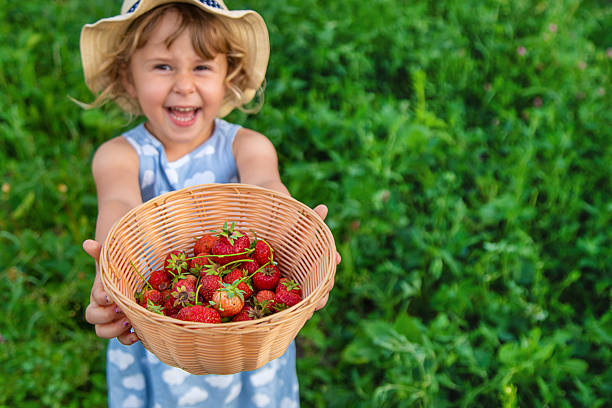 istock Child picking strawberries in the garden. Selective focus. 2231281111