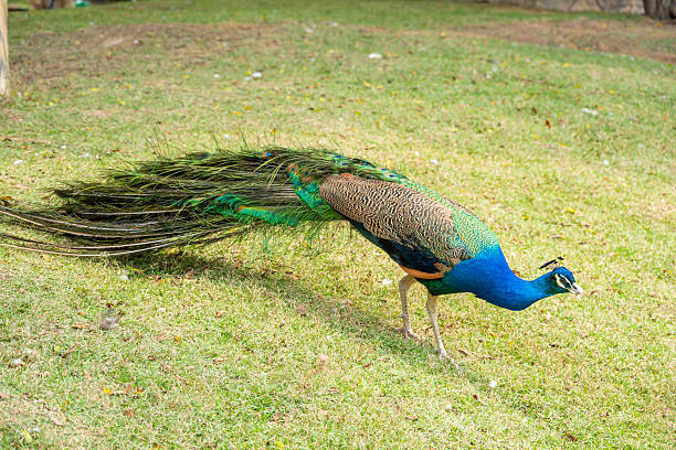 istock a male peacock walking at horizontal composition 2231281486