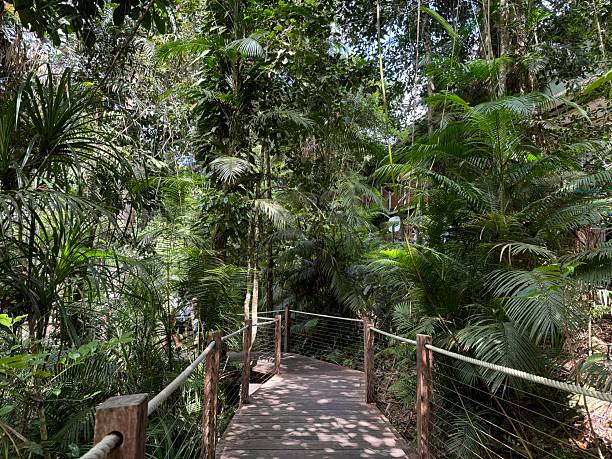 istock Path in the rainforest in Australia 2231283864