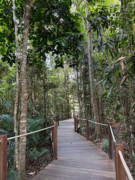 istock Path in the rainforest in Australia 2231283867