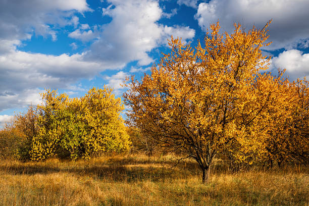 Beautiful autumn landscape showing a meadow with yellow and orange trees shining under a cloudy sky with white and grey clouds, during a sunny day