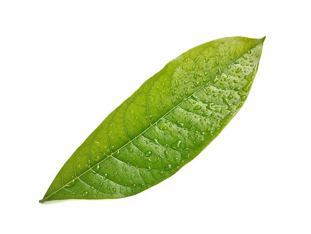 istock Green leaf with water droplets isolated on white background 2231286873