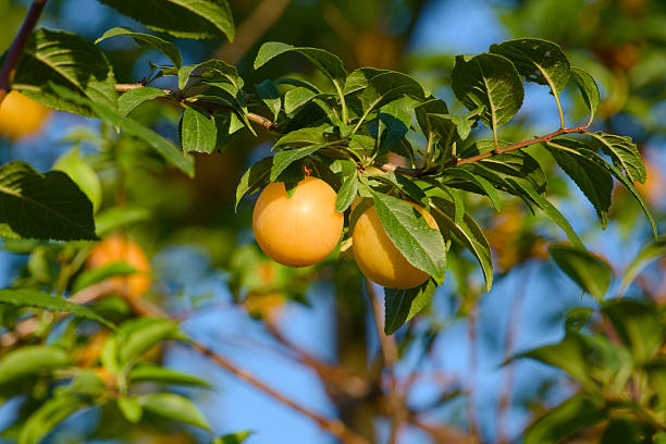 A bunch of ripe apricots hanging on a tree in the orchard