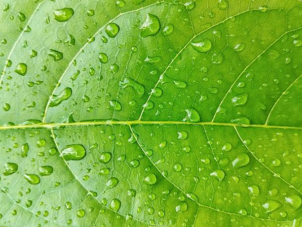 istock Close up fresh green leaf with water droplets texture background 2231287133