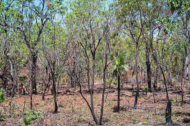 istock Remote bushland in the Northern Territory 2231287541