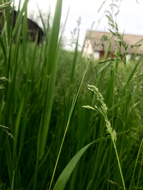 istock Grass swaying gently in a rural landscape during cloudy weather 2231288109