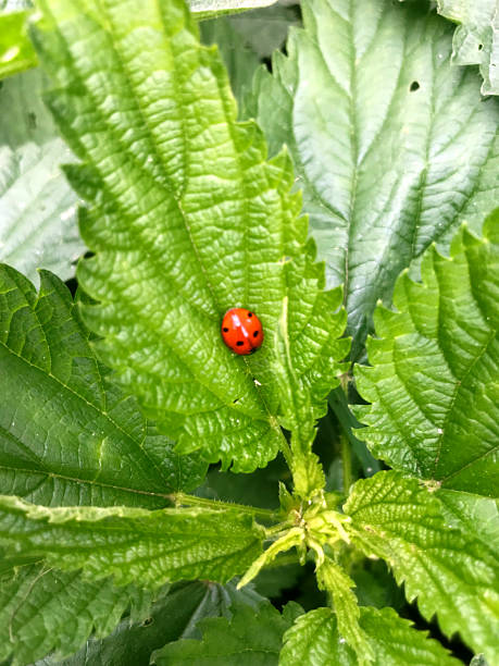 istock Ladybug resting on vibrant green leaf in a sunny garden 2231288148