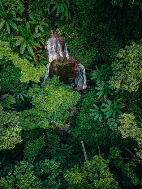 Aerial view of waterfalls and rainforests, forests and environmental conservation