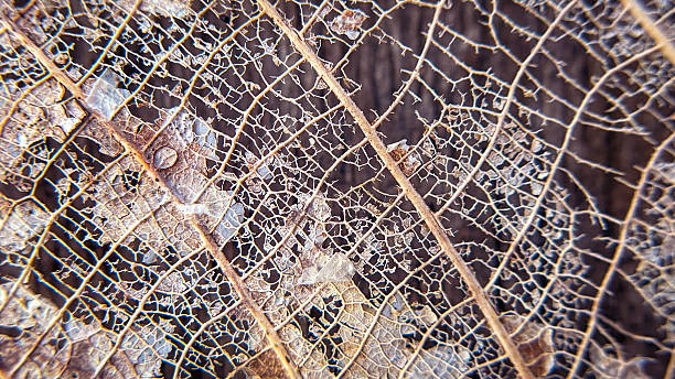 istock Macro of an old dried leaf with visible veins 2231293241
