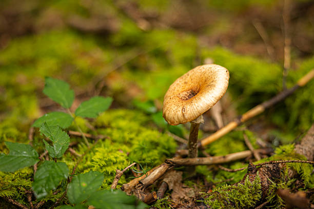 Wild mushrooms in deep forest.