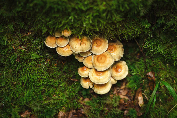 Pure nature view. Wilderness area, wild mushrooms in forest.