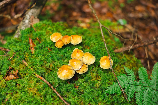 Wild mushrooms in deep forest.