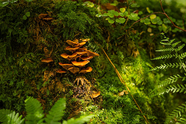 Pure nature view. Wilderness area, wild mushrooms on tree in forest.