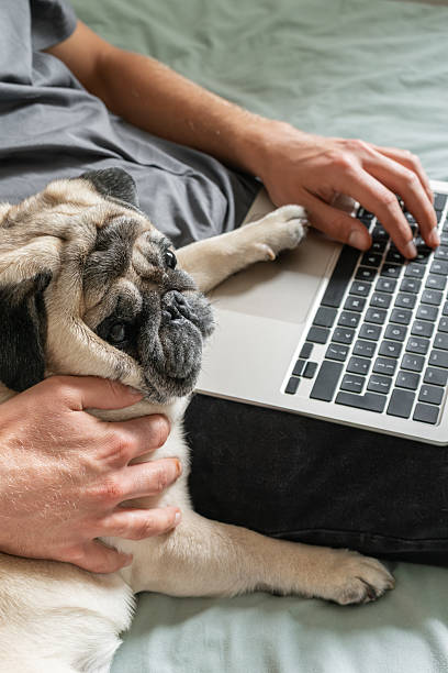 istock A beige pug dog lies on a bed next to a man working on a laptop. Remote work or study from home concept 2231302337